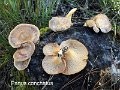 Panus conchatus-amf1143-1